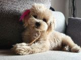 8 aYLIK TEACUP DİŞİ MALTİPOO