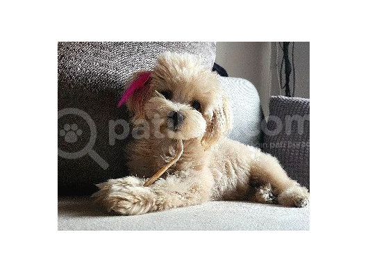 8 Aylik Teacup Di̇şi̇ Malti̇poo