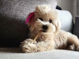 8 Aylik Teacup Di̇şi̇ Malti̇poo