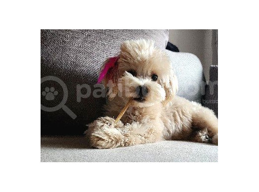 8 Aylik Teacup Di̇şi̇ Malti̇poo görsel