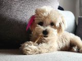 8 Aylik Teacup Di̇şi̇ Malti̇poo