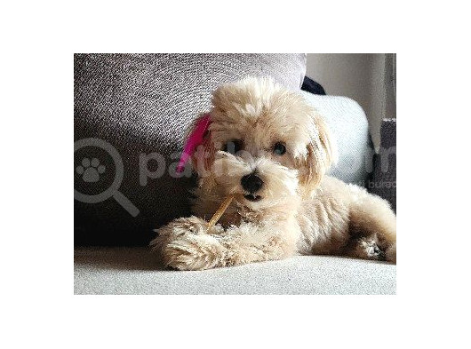 8 Aylik Teacup Di̇şi̇ Malti̇poo görsel