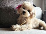 8 Aylik Teacup Di̇şi̇ Malti̇poo