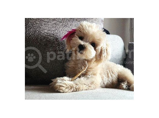 8 Aylik Teacup Di̇şi̇ Malti̇poo görsel