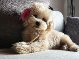 8 Aylik Teacup Di̇şi̇ Malti̇poo