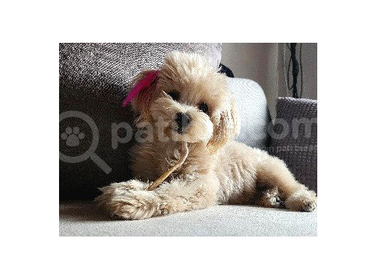8 Aylik Teacup Di̇şi̇ Malti̇poo görsel