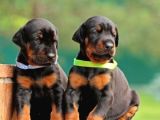 A Kalite Doberman Yavrular
