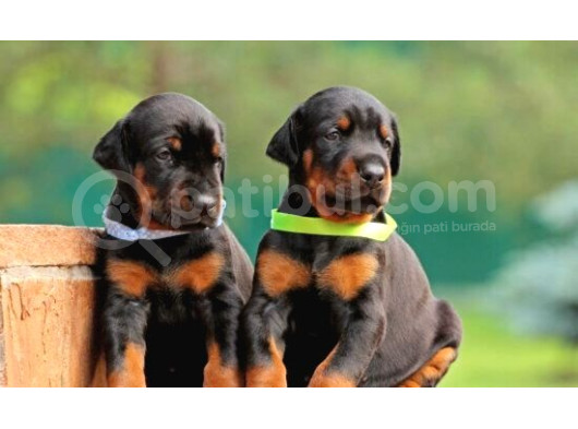 A Kalite Doberman Yavrular görsel