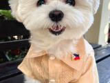 Tatliliktan Yikilan Maltese