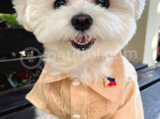 Tatliliktan Yikilan Maltese görsel