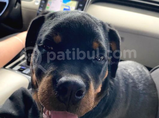 5 Aylık Yavru Rottweiler A Secereli Aşıları Tam görsel