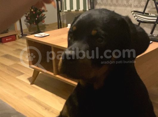 5 Aylık Yavru Rottweiler A Secereli Aşıları Tam görsel