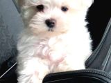 Tatliliktan Yikilan Maltese
