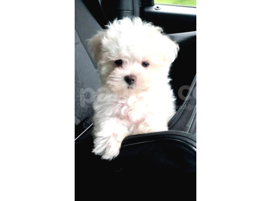 Tatliliktan Yikilan Maltese görsel