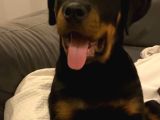 5 aylık yavru Rottweiler a secereli aşıları tam