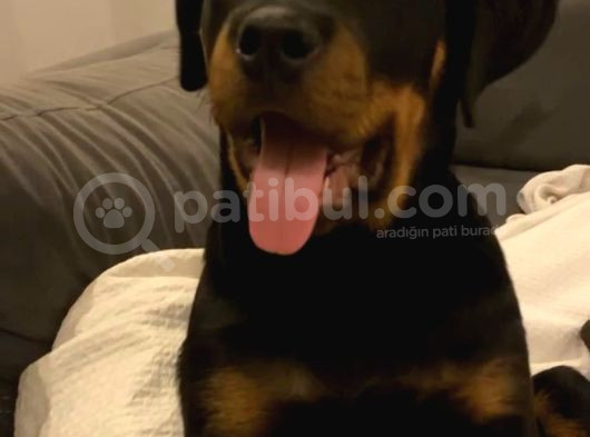 5 Aylık Yavru Rottweiler A Secereli Aşıları Tam