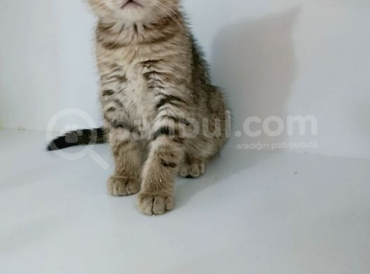 Yeni̇ Yilin Mi̇ni̇k Aslanlari görsel