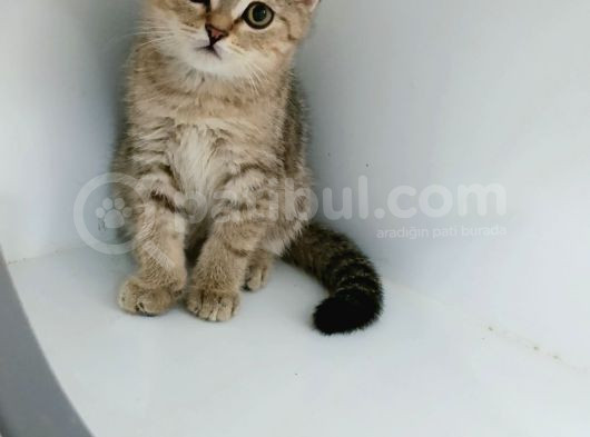 Yeni̇ Yilin Mi̇ni̇k Aslanlari görsel