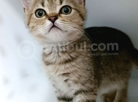 Yeni̇ Yilin Mi̇ni̇k Aslanlari
