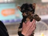 DİŞİ TEACUP YORKSHİRE TERRİER