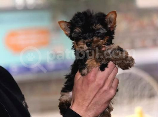 Di̇şi̇ Teacup Yorkshi̇re Terri̇er