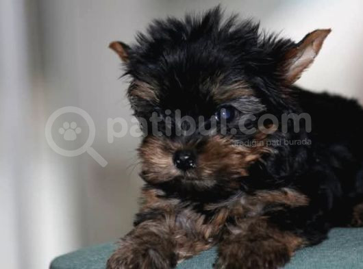 Di̇şi̇ Teacup Yorkshi̇re Terri̇er görsel