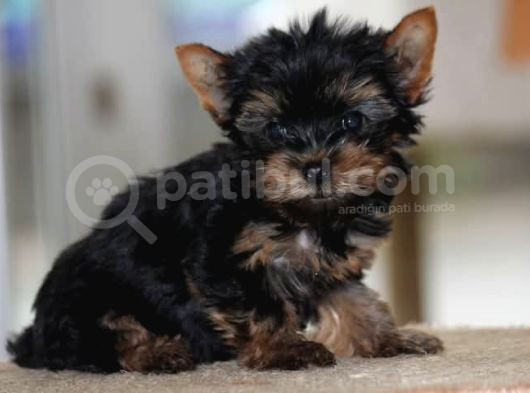 Di̇şi̇ Teacup Yorkshi̇re Terri̇er görsel