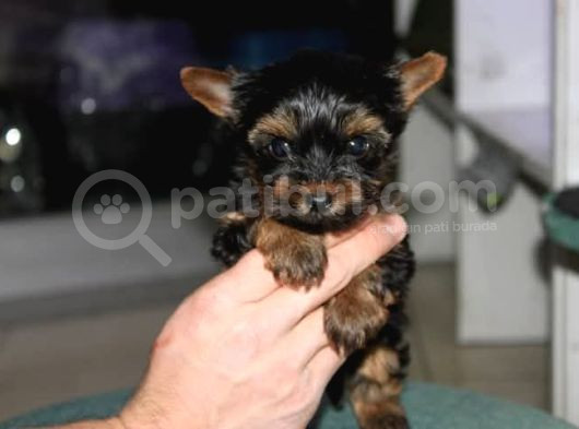 Di̇şi̇ Teacup Yorkshi̇re Terri̇er görsel
