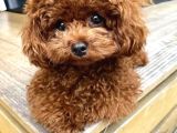 Kore poodle teacup oglumuz Es ariyoruz