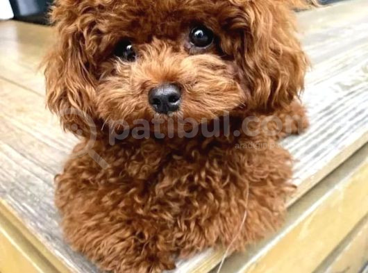 Kore Poodle Teacup Oglumuz Es Ariyoruz