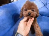 Kore Poodle Teacup Oglumuz Es Ariyoruz