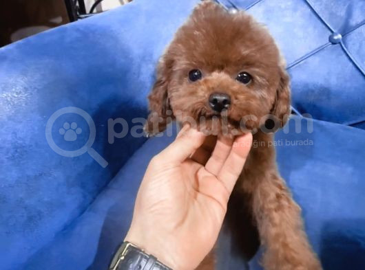 Kore Poodle Teacup Oglumuz Es Ariyoruz görsel