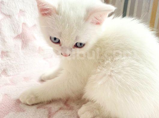 British Shorthair görsel
