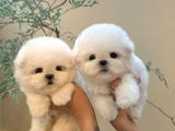 Safkan Bi̇chon Frise Yavrular Show Görsel Wc Eği̇ti̇mli̇