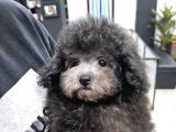 SİLVER ÖZEL RENK ORJİNAL TOY POODLE