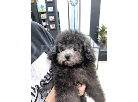 Si̇lver Özel Renk Orji̇nal Toy Poodle