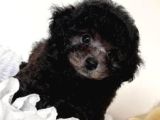 Si̇lver Özel Renk Orji̇nal Toy Poodle