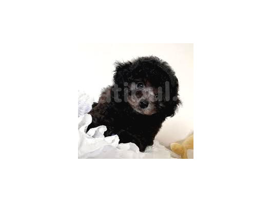 Si̇lver Özel Renk Orji̇nal Toy Poodle görsel