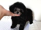Si̇lver Özel Renk Orji̇nal Toy Poodle