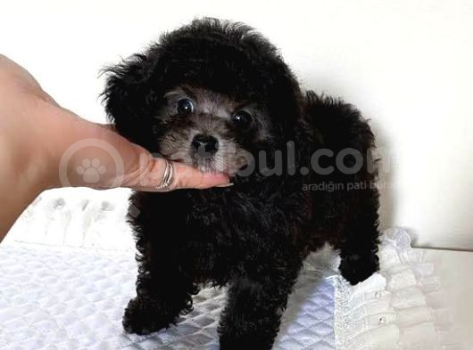 Si̇lver Özel Renk Orji̇nal Toy Poodle görsel