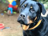 Koruma Köpeği Rottweiler