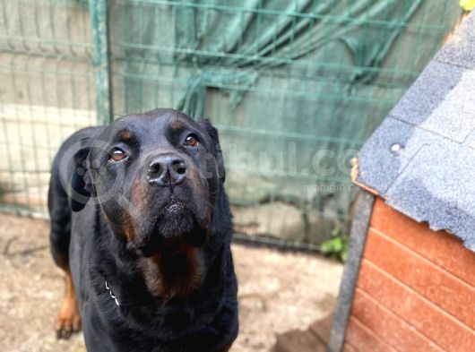 Koruma Köpeği Rottweiler görsel