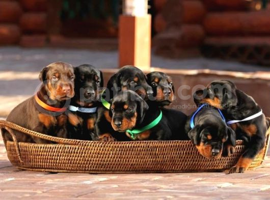 A Kalite Doberman Yavrular