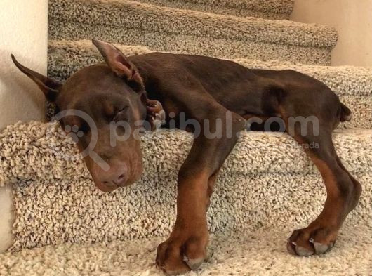 Esteti̇kli̇ Safkan Eşkiya Yavrularim görsel