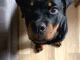 5 Aylık Yavru Rottweiler A Secereli Aşıları Tam