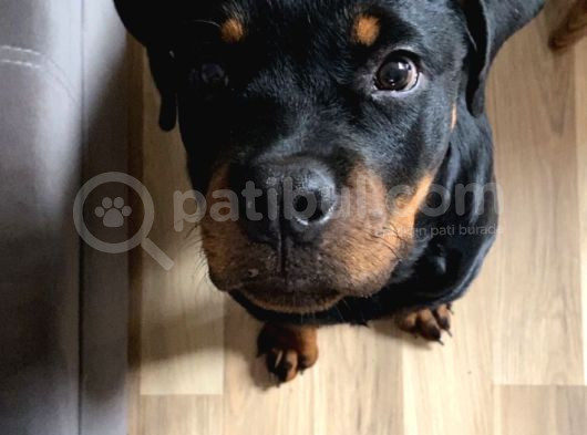 5 Aylık Yavru Rottweiler A Secereli Aşıları Tam görsel