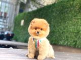 ÇOK ÖZEL POMERANIAN BOO YAVRULARIMIZ