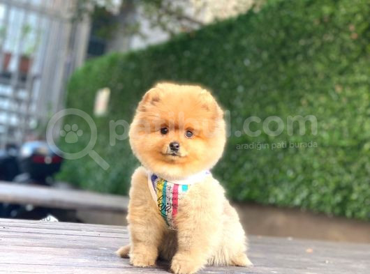 ÇOK ÖZEL POMERANIAN BOO YAVRULARIMIZ
