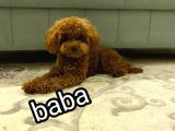 Üst Düzey Kore Kan Toy Poodle 