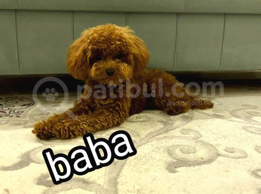 Üst Düzey Kore Kan Toy Poodle  görsel